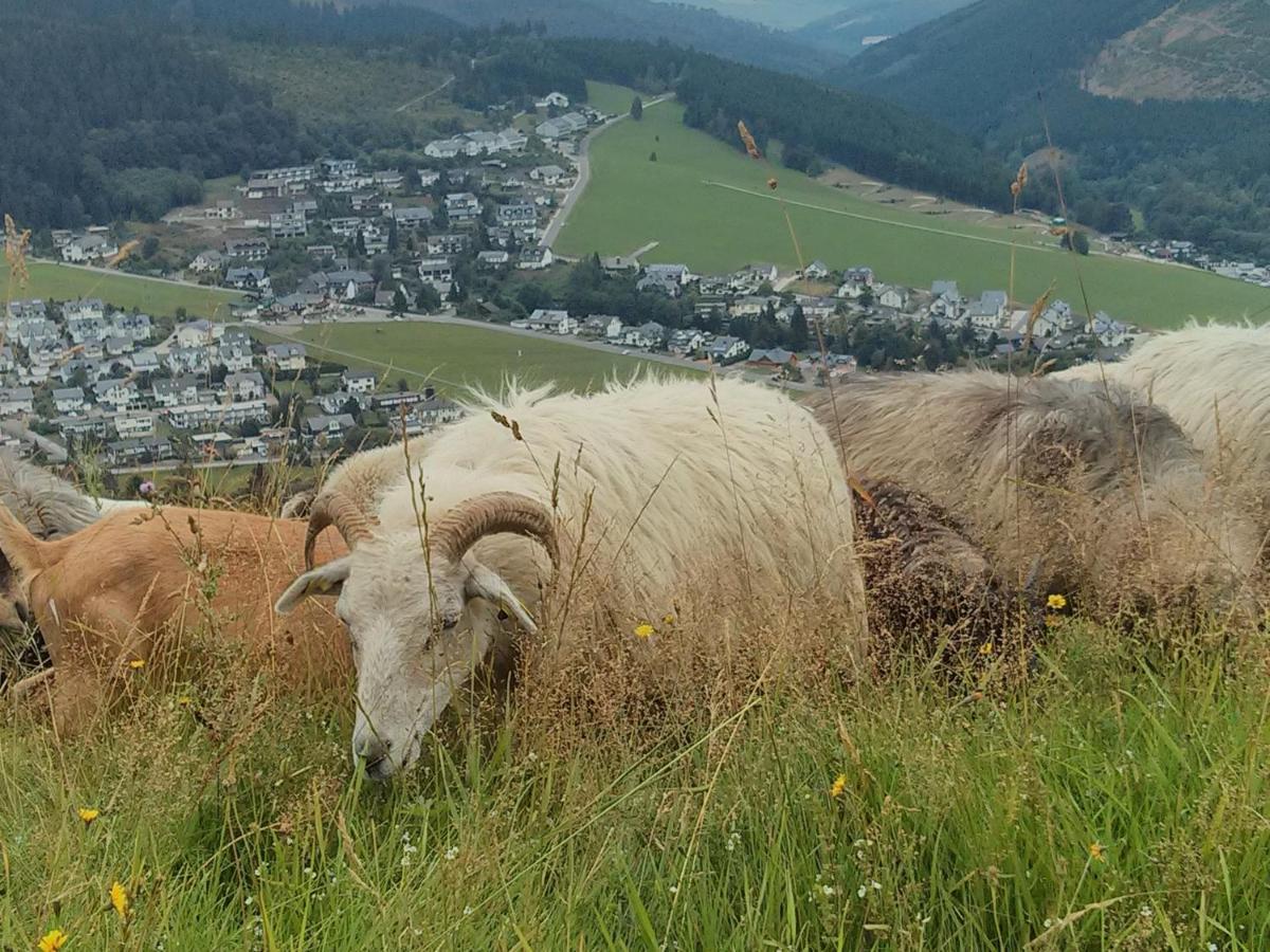 Ferienwohnung Mohnwiese Und Blumenwiese Willingen  Eksteriør bilde